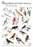 Mini Bird Poster