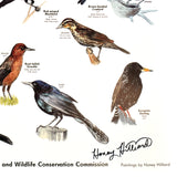 Bird Poster, Signed, 20x30