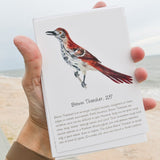 Songbird Note Cards Vol 2