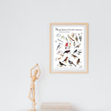 Mini Bird Poster
